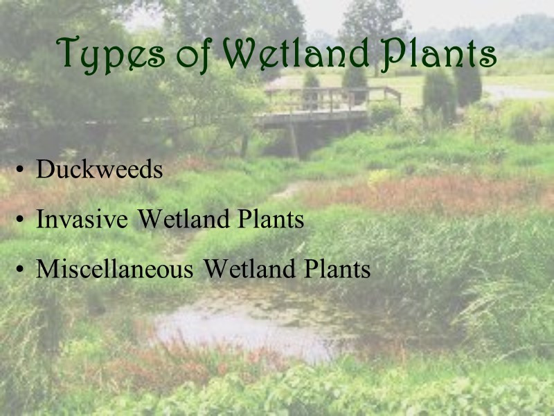 Types of Wetland Plants Duckweeds Invasive Wetland Plants Miscellaneous Wetland Plants